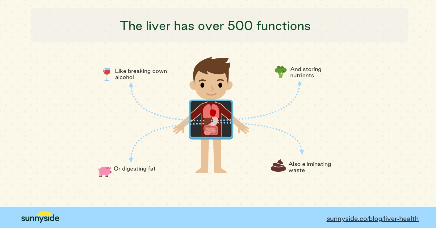 Liver Health Maintenance Guide